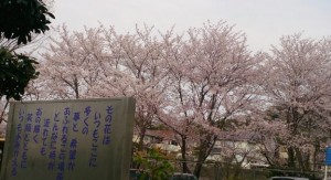 桜　和歌山高校
